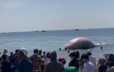 X&#225;c c&#225; voi gần 8 tấn, d&#224;i hơn 11 m&#233;t tr&#244;i dạt v&#224;o bờ biển L&#226;m Đồng