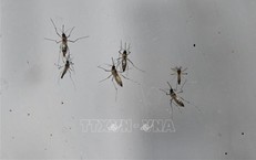 H&#224;ng ngh&#236;n ca mắc bệnh, Trung Quốc r&#225;o riết kiểm so&#225;t dịch Chikungunya
