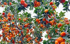 'Thủ phủ' cam Hà Tĩnh đỏ rực chờ Tết