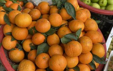 Tiểu thương “hé lộ” về nguồn gốc của một loại cam quen thuộc được người tiêu dùng Việt tiêu thụ mỗi ngày