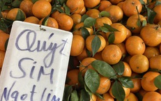 Quýt sim ngọt lịm giá rẻ đổ bộ chợ Việt, người tiêu dùng thi nhau đặt số lượng lớn về dùng dần