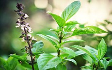 3 hỗn hợp xông hơi giảm nghẹt mũi và đau họng