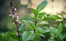 7 lý do nên uống nước lá húng quế vào buổi sáng