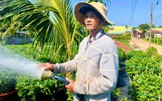 Người trồng hoa cúc Đắk Lắk phấn khởi vì được mùa, trúng giá dịp Tết