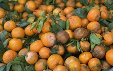 Loại quýt mã rám có gì đặc biệt mà khiến tiểu thương Việt nhập hàng tạ về bán mỗi ngày?
