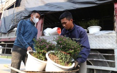 Hoa, cây cảnh tấp nập ven quốc lộ Nghệ An chờ người mua