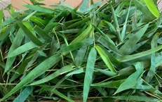 Thực hư về công dụng 'giải độc vaccine' của lá tre gai