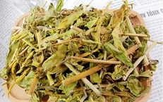 Bài thuốc chữa sẹo lồi từ cây bìm bịp