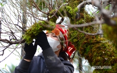 Mặc 'áo' rêu xanh cho đào cổ thụ