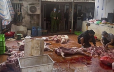 Khởi tố nhóm thu mua lợn chết, nhiễm dịch tả châu Phi bán ra thị trường