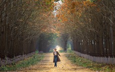 Đẹp hút hồn rừng cao su mùa thay lá ở Tây Nguyên