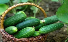 Cách sử dụng dưa chuột hỗ trợ hạ mỡ máu