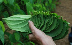 Tết đến, cả làng lại tất bật 'đếm lá tính tiền'