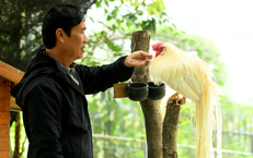 Người đàn ông U60 và bộ sưu tập những giống gà 'nhất thế giới'