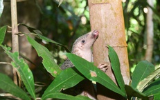 Cận cảnh các loài động vật quý hiếm mới được thả về đại ngàn Quảng Ngãi