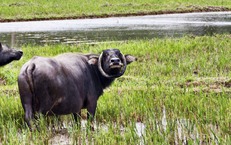 Ngỡ ngàng con trâu có cặp sừng cong tròn 'độc nhất vô nhị' ở Đà Nẵng