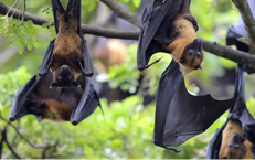 Vì sao virus Nipah khó có thể gây đại dịch nhưng cần giám sát chặt chẽ?