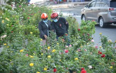 TP Hồ Chí Minh: Tái hiện không gian Tết sông nước với chợ hoa xuân 'Trên bến dưới thuyền'