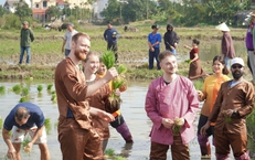 Du khách quốc tế thích thú trải nghiệm nhổ mạ, cấy lúa ở Hội An