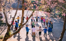 Hoa anh đào nhuộm hồng miền biên viễn xứ Nghệ