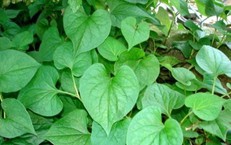 Tác dụng chữa bệnh của rau diếp cá