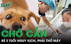 Bé 3 tuổi nguy kịch, phải thở máy do bị chó nhà nặng 30kg tấn công