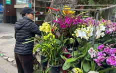 Hoa Tết xuống phố sớm, quất cảnh đã 'lên kệ'