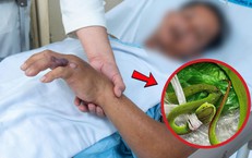 Rắn độc cắn trong lúc làm vườn, người đàn ông 44 tuổi nhập viện trong nguy kịch