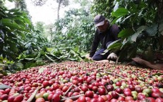 Giá cà phê đi xuống, chờ nguồn cung vụ mới
