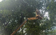 Hà Nội chăm sóc gần 70.000 cây xanh thế nào để đẹp phố, an toàn mùa bão?