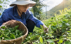 Trồng dược liệu an toàn: Người dân cần thay đổi những gì? 