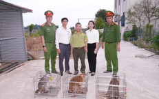 Nhiều người dân Hải Phòng bắt được cá thể khỉ quý hiếm đi lạc