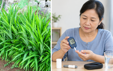 Người bệnh đái tháo đường uống nước lá dứa có giúp kiểm soát đường huyết?