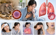 Hantavirus có nguy hiểm không và lây truyền qua đường nào?