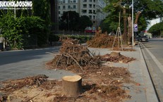 Chặt hạ loạt cây xanh để làm hầm chui qua Vành đai 3
