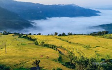 Hồng Thái mùa lúa chín, sắc vàng trải dài giữa biển mây