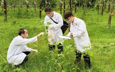 Những người đi trước hiểm họa...