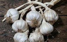 Tỏi có lợi cho sức khỏe như thế nào?