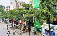 Tại sao Hà Nội trồng nhiều cây hoa sữa?