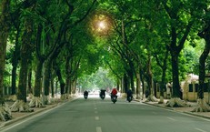 18 loài cây xanh Hà Nội cấm trồng nơi công cộng