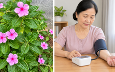 4 bài thuốc dân gian hỗ trợ điều trị tăng huyết áp từ cây dừa cạn