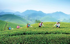 Từ cây thuốc đến du lịch xanh: Mở hướng phát triển kinh tế vùng