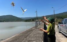 Hơn 1.000 cá thể chim hoang dã được giải cứu và tái thả về tự nhiên