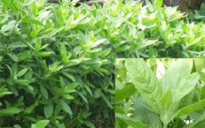 Loại cây trồng làm hàng rào, thường dùng để hỗ trợ giảm đau nhức xương khớp, cảm cúm