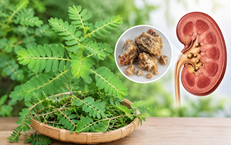 Cách dùng cây chó đẻ hỗ trợ điều trị sỏi tiết niệu