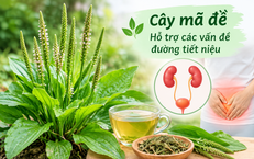 Lợi ích chữa bệnh của cây mã đề