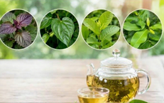 4 cây thuốc nam quanh nhà hỗ trợ kiểm soát acid uric ở người bệnh gout