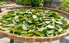 Lá ổi sấy hay phơi nắng tốt hơn để pha trà?