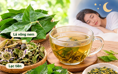 4 bài thuốc từ lá vông nem chữa mất ngủ