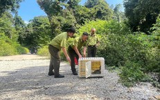 Thả 2 cá thể trăn đất quý hiếm về môi trường tự nhiên